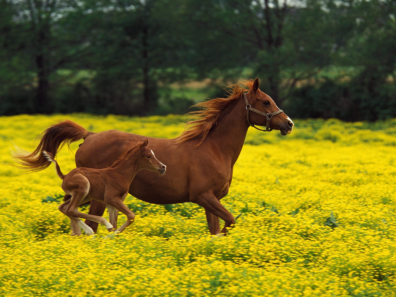 fire Horses Wallpaper Stallions Backgrounds Animals Backgrounds